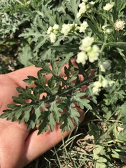 Parthenium hysterophorus