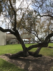 Vachellia farnesiana