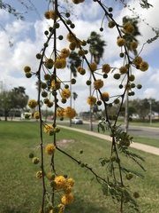 Vachellia farnesiana
