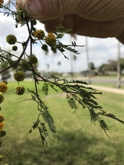 Vachellia farnesiana