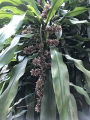 Dracaena fragrans