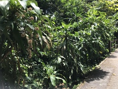 Dracaena fragrans