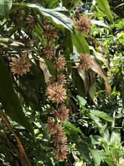 Dracaena fragrans