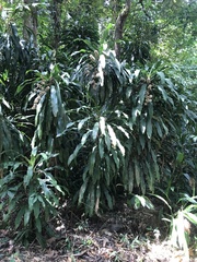 Dracaena fragrans