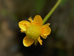 Ranunculus macounii