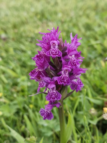 Northern Marsh-orchid