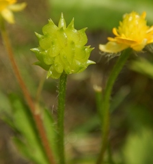 Ranunculus macounii