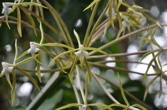 Image of Epidendrum lacustre