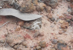 Heliopetes laviana