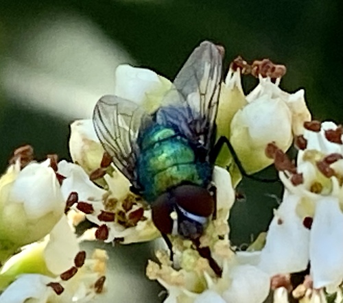 iNaturalist observation photo of Lucilia mexicana