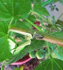 Phidippus adumbratus