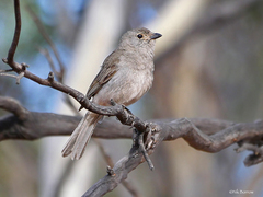 Pachycephala inornata