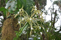 Epidendrum lacustre