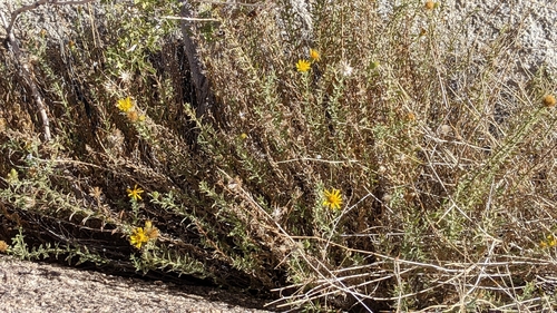 Image of Heterotheca joshuana by (c) velodrome, some rights reserved (CC BY)