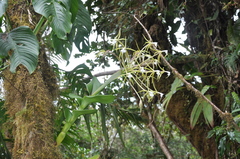 Epidendrum lacustre