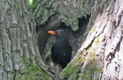 Turdus merula