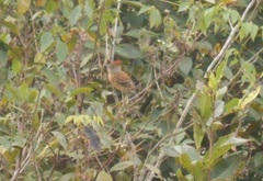 Sakesphorus canadensis
