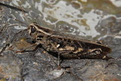 Calliptamus plebeius