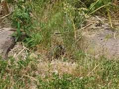 Ictidomys tridecemlineatus