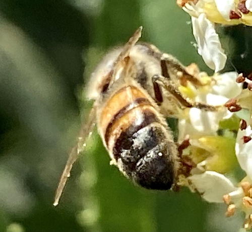 iNaturalist observation photo of Western Honey Bee