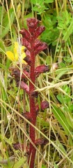 Orobanche foetida