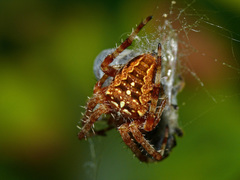 Araneus diadematus