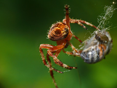 Araneus diadematus