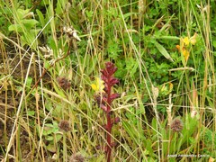 Orobanche foetida