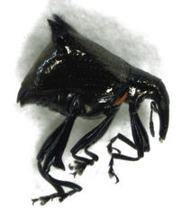 Scolopterus penicillatus