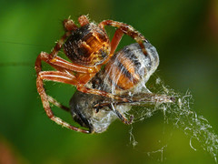Araneus diadematus