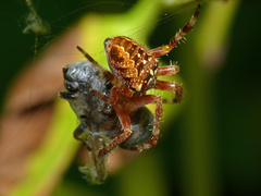 Araneus diadematus