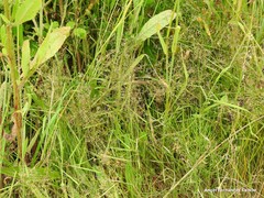 Agrostis canina