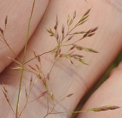 Agrostis canina