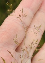 Agrostis canina