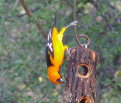 Altamira Oriole photo 5
