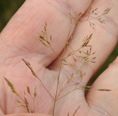 Agrostis canina