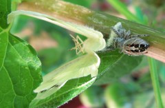 Phidippus adumbratus