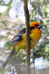 Altamira Oriole photo 6