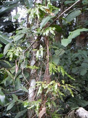 Lygodium reticulatum