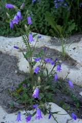 Campanula sibirica elatior