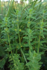 Cruciata laevipes