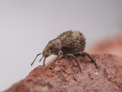 Pseudocneorhinus obesus