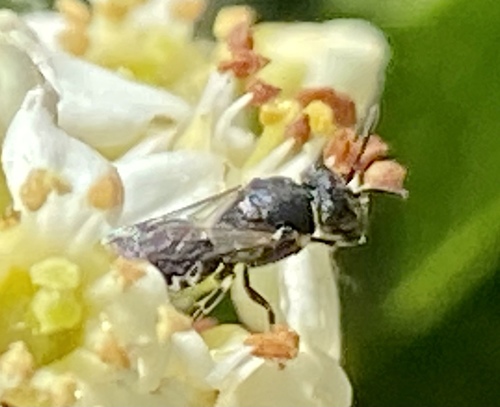iNaturalist observation photo of Masked Bees