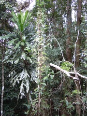 Lygodium reticulatum