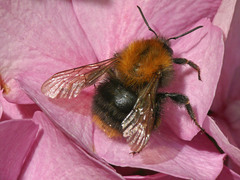 Bombus pascuorum