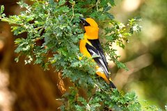 Altamira Oriole photo 4