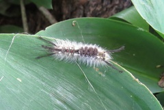 Dasychira dorsipennata