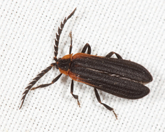 Leptoceletes basalis