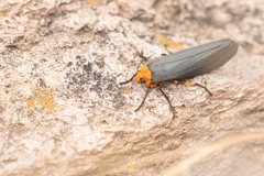 Gnamptonychia ventralis