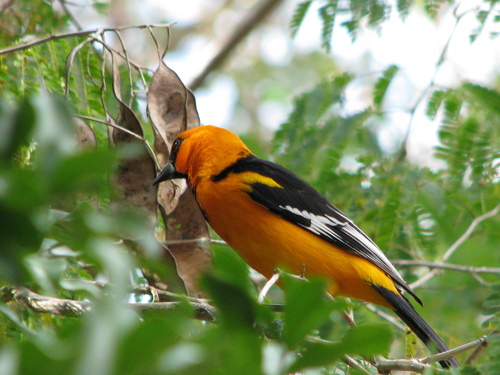 Altamira Oriole